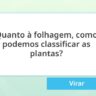 Plantas