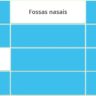 Órgãos da Respiração
